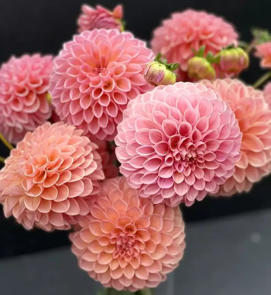 Dālija 'Lindas baby' 1 gums